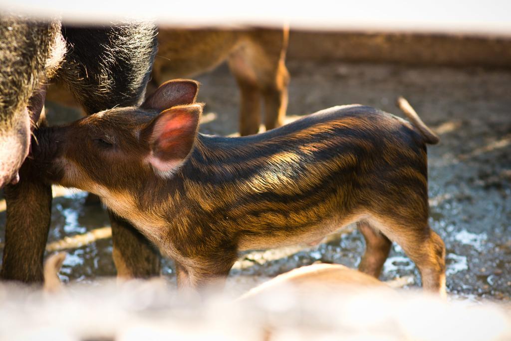 Platanorema Agios Ioannis Prodromos Esterno foto